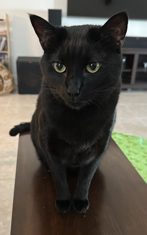 Apollo sitting indoors