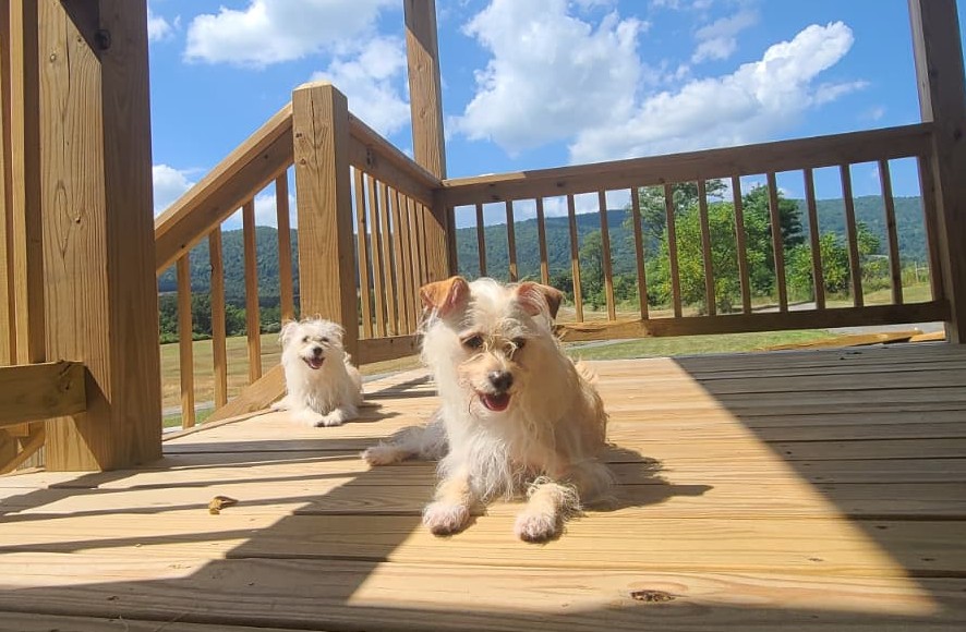 Fiona and Opal relaxing on a sunny deck