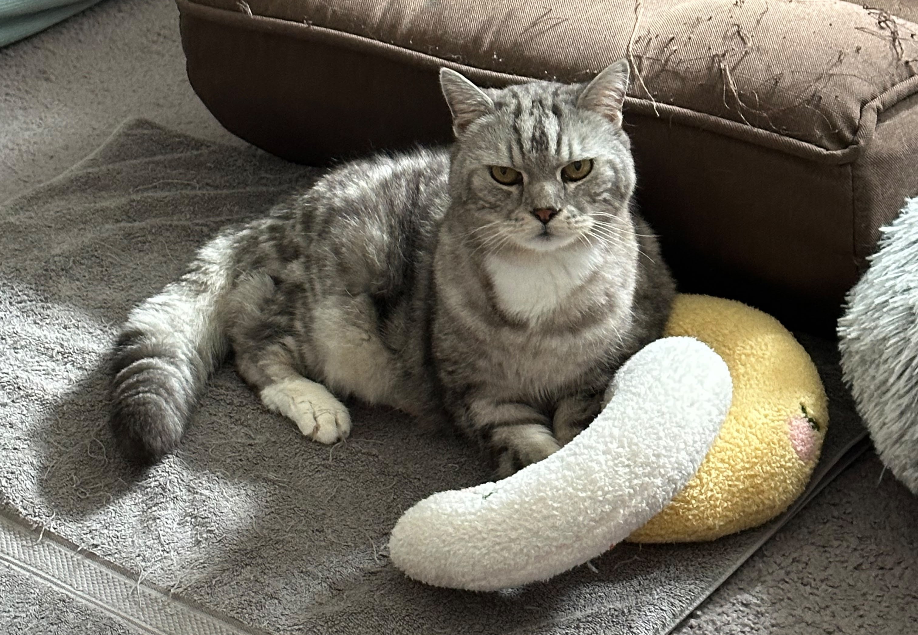 King resting beside a toy