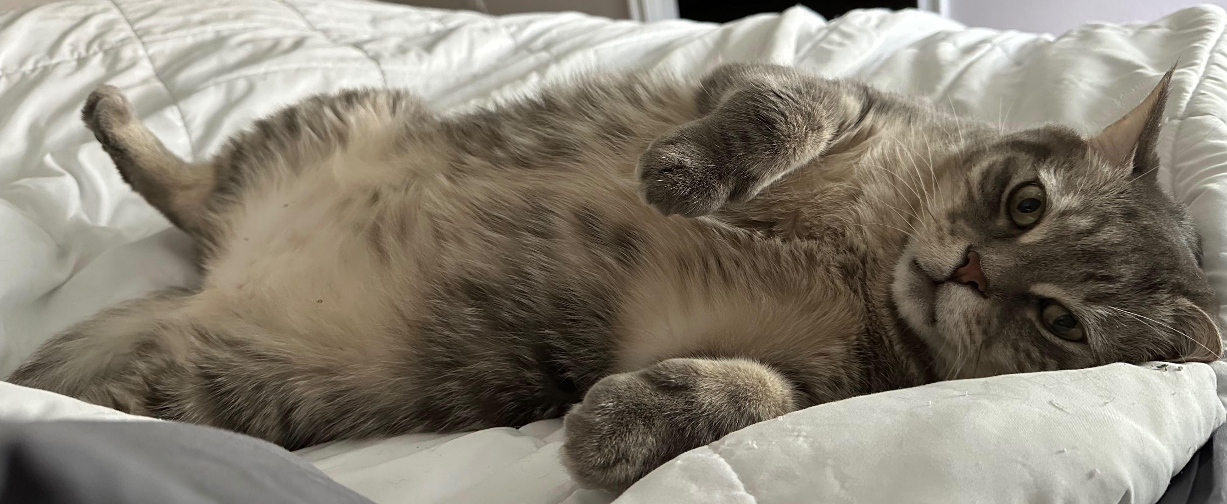 Worf relaxing on a bed